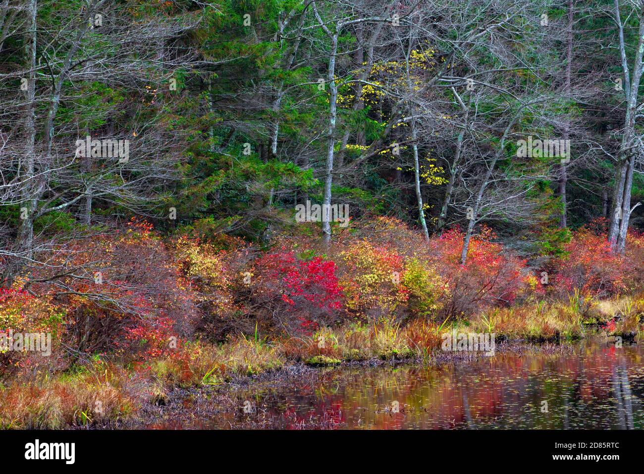 Late autumn vegetation growing along the shoreline of Promised Land Lake at Promised Land State Park in Pennsylvania’s Pocono Mountains. Stock Photo