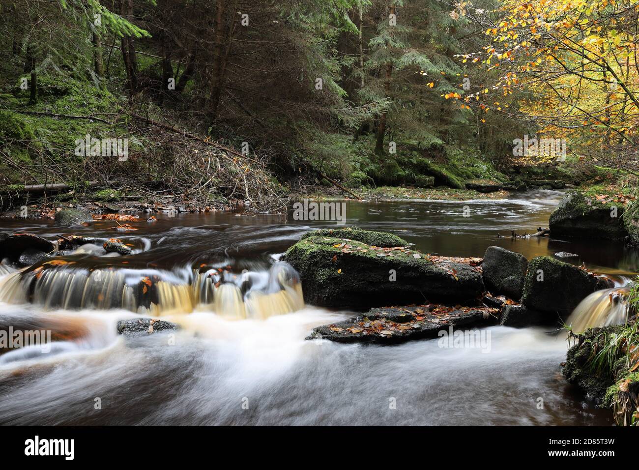 Spurlswood Beck in Autumn, Hamsterley Forest, County Durham UK, Stock Photo