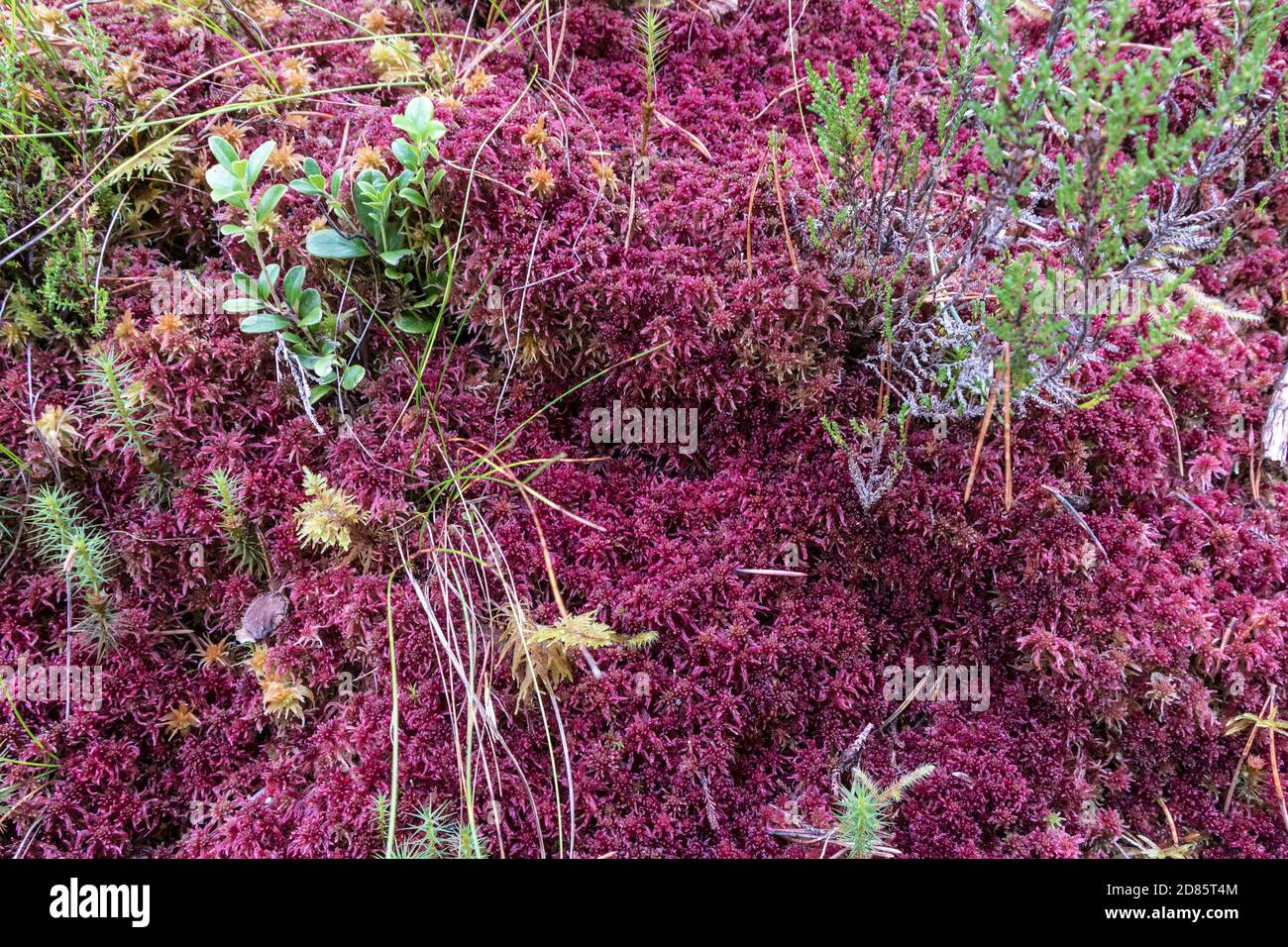 Red Sphagnum Moss (Sphagnum capillifolium), Ben Eighe National Nature Reserve, Kinlochewe, Highland, Scotland, UK Stock Photo