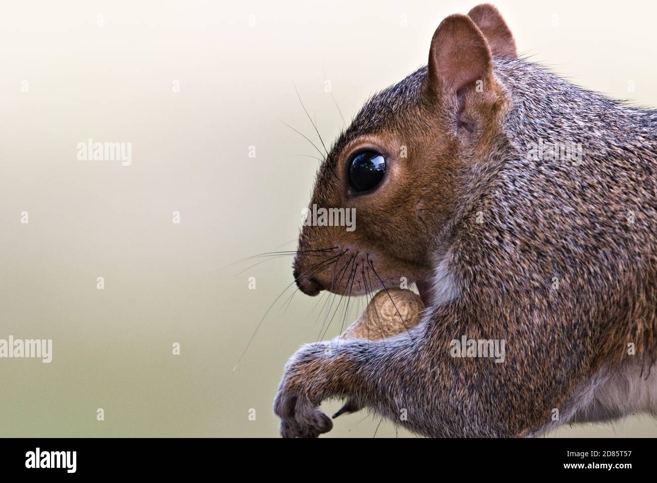 Wild eastern gray squirrel (Sciurus carolinensis) eating a peanut pod, Arachis hypogaea Stock Photo