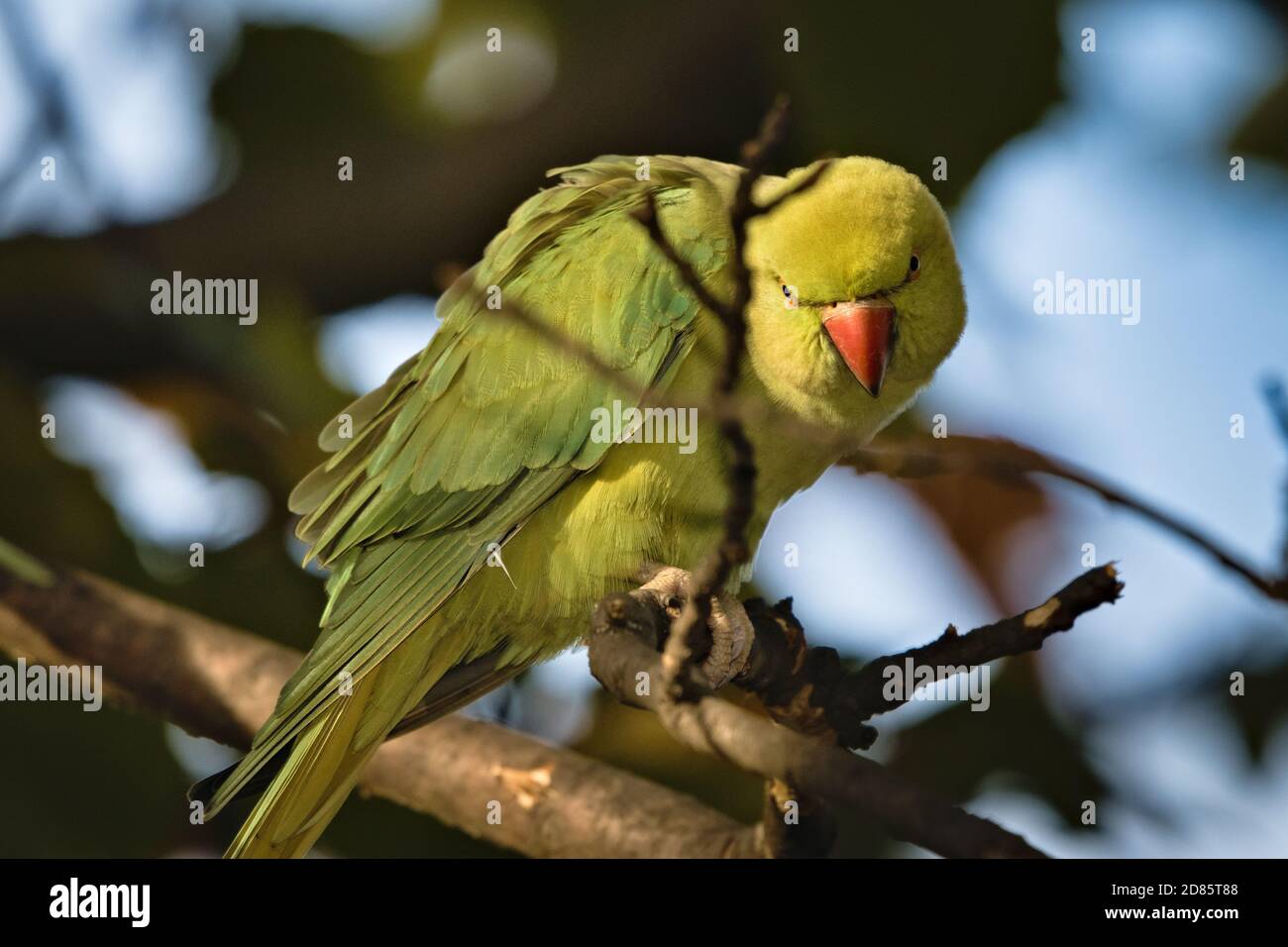 Green rose ringed parakeet, Psittacula krameri, up a tree with its face pointed to the camera with anger Stock Photo