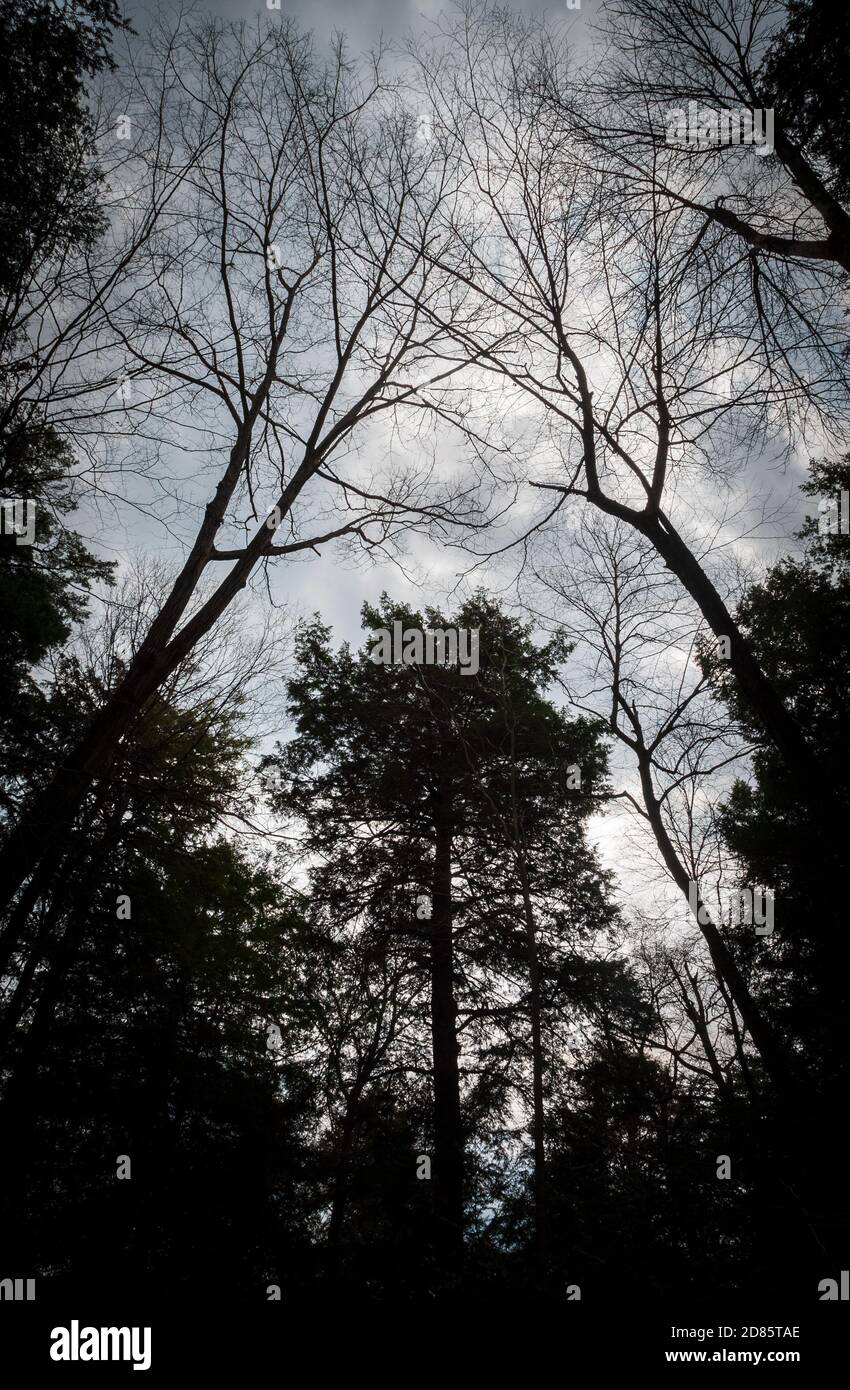 Backlit Trees at Allegheny National Forest Stock Photo Alamy