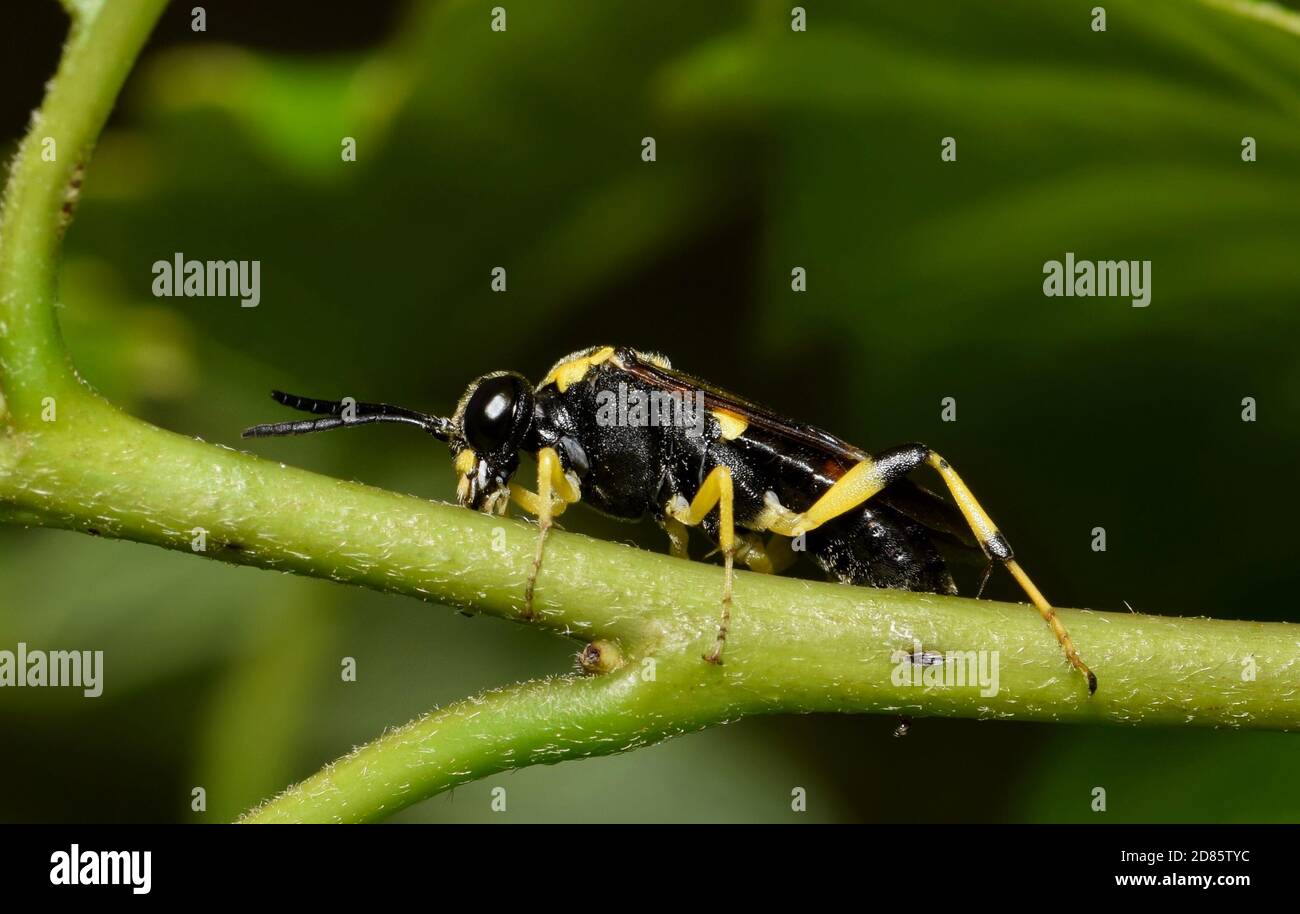 Common Sawfly Macrophya bifasciata on a plant stem in Houston, TX