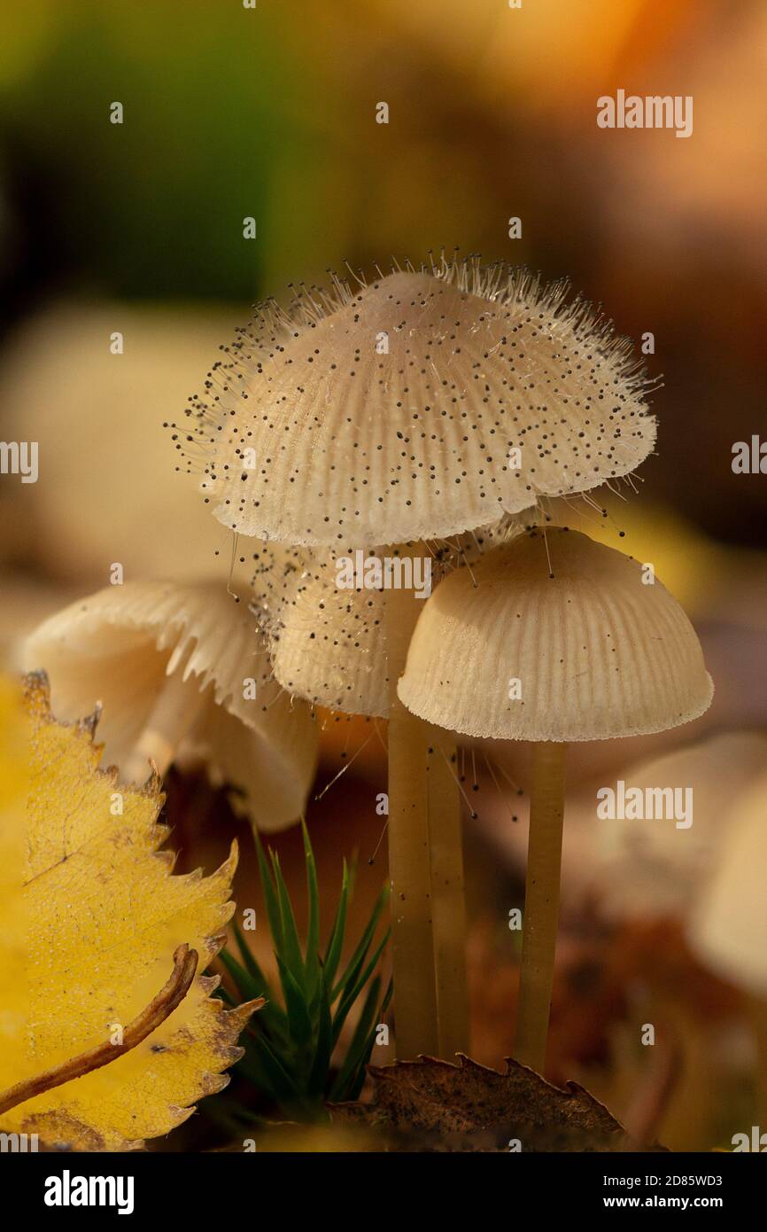 A Mycena sp. toadstool with Bonnet Mould, Spinellus fusiger - One fungus growing on another fungus. Autumn, England. Stock Photo
