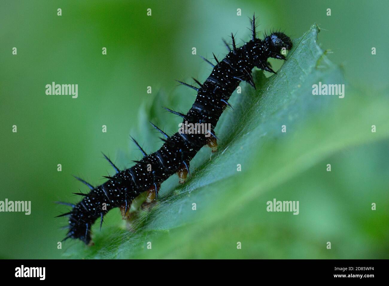Caterpillar Feet High Resolution Stock Photography and Images - Alamy