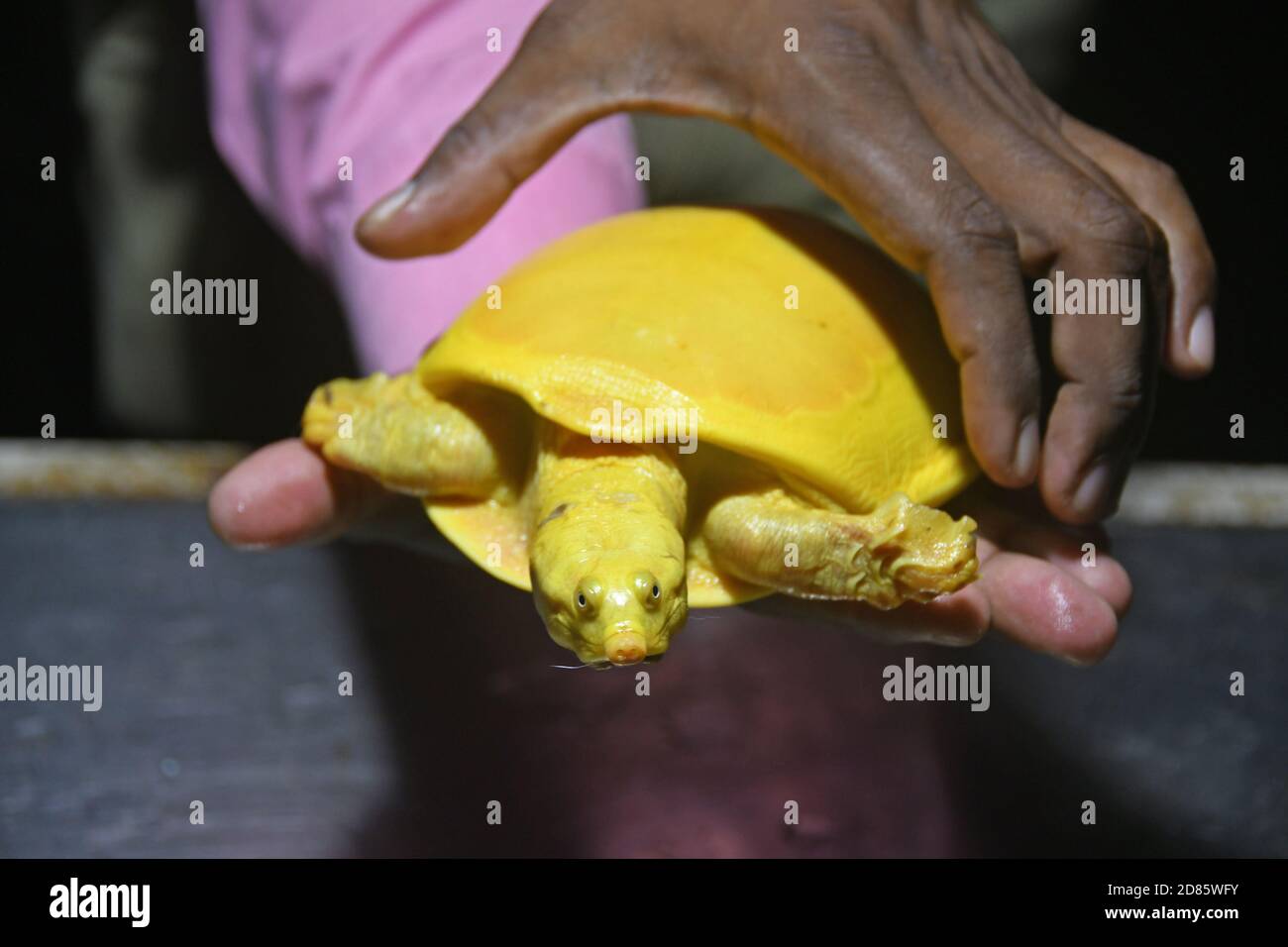 Yellow Turtle - Indian Softshell Turtle prey of rare albinism found from pond in Kaligram village of Purba Bardhaman district and rescued. Stock Photo