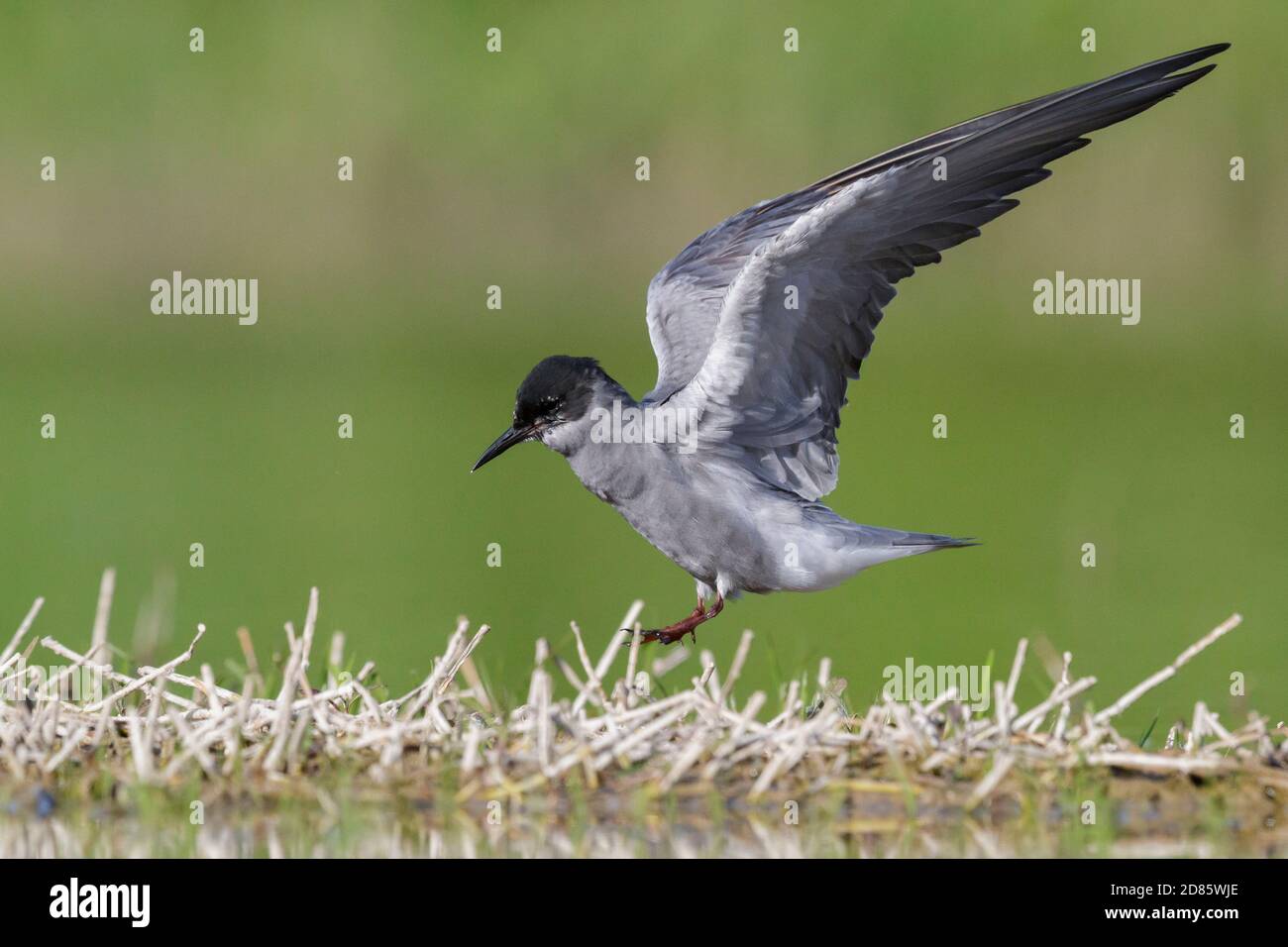 Black Tern (Chlidonias niger), side view of an adult landing in a marsh, Campania, Italy Stock Photo