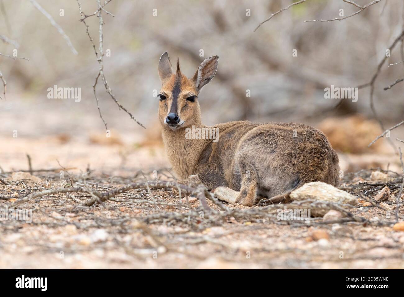 Common Duiker (Sylvicapra grimmia), adult female sitting on the ground, Mpumalanga, South Africa Stock Photo