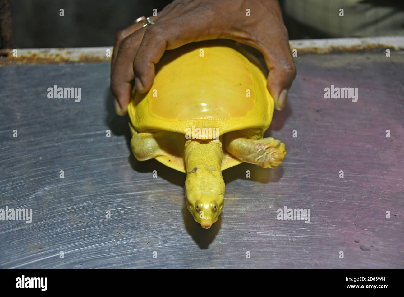 Yellow Turtle - Indian Softshell Turtle prey of rare albinism found from pond in Kaligram village of Purba Bardhaman district and rescued. Stock Photo