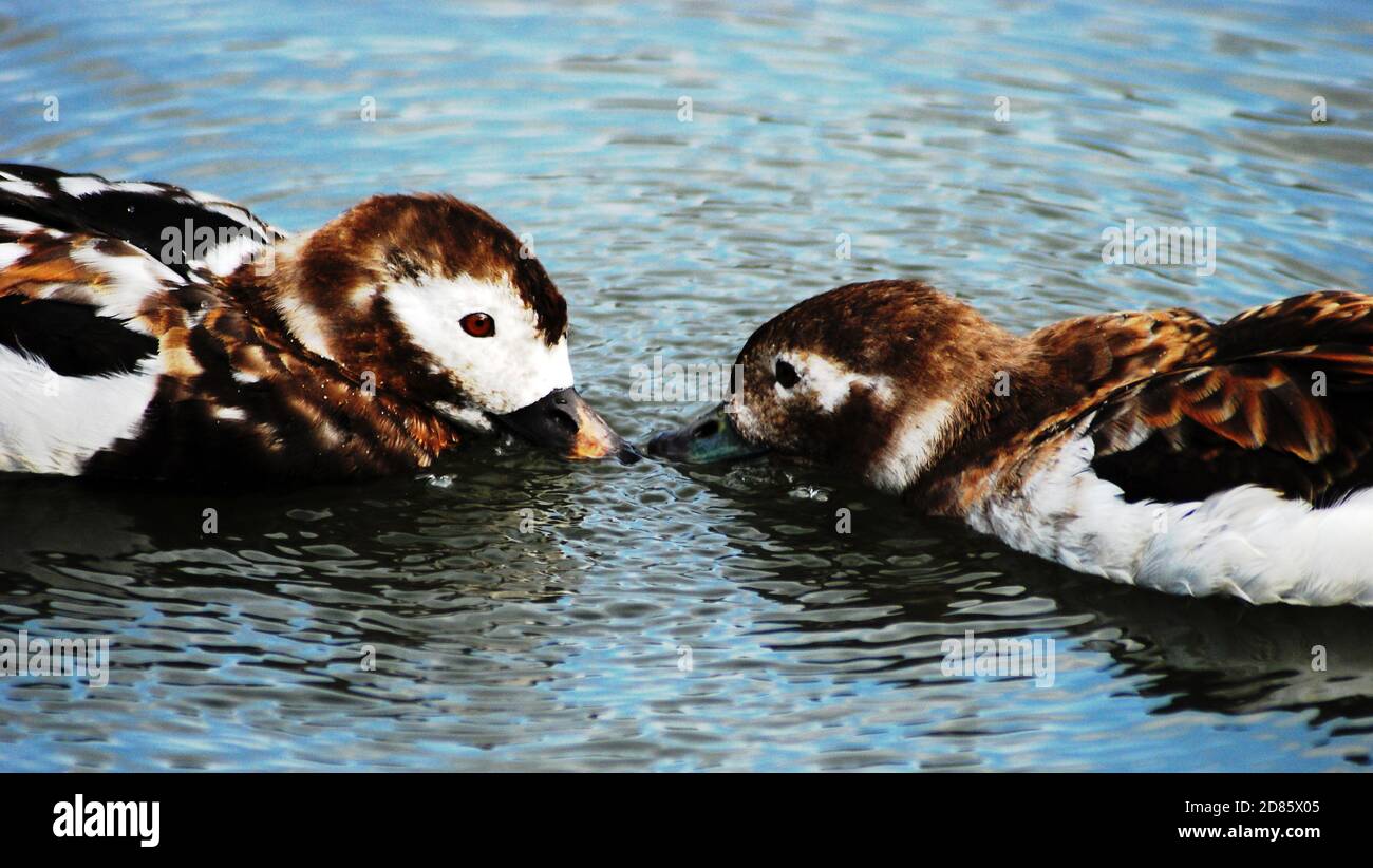 A Male & Female Pair of of Long-Tailed Duck (Clangula hyemalis) Get Close, Moving From Summer to Winter Plumage. These medium-sized sea ducks are rare Stock Photo