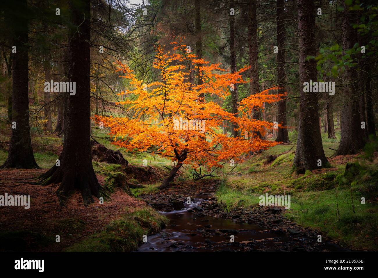 A vivid splash of colour in the forests of England's stunning Peak District. Stock Photo