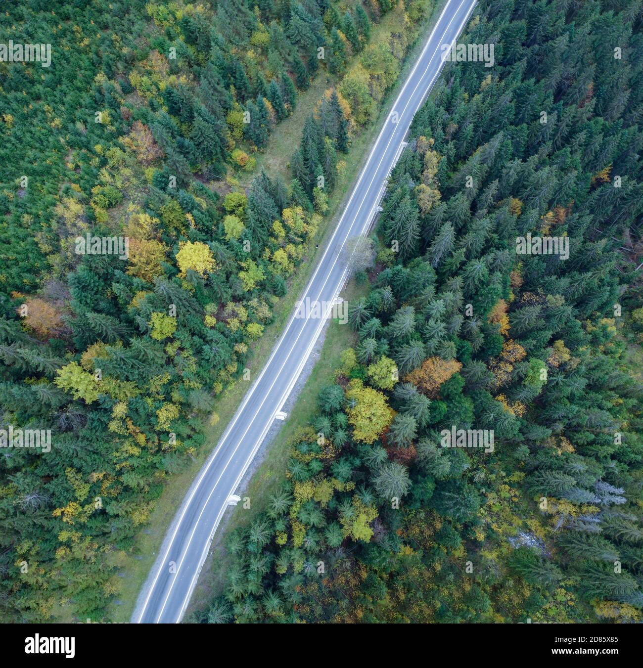 Straight road through the forest top view Stock Photo