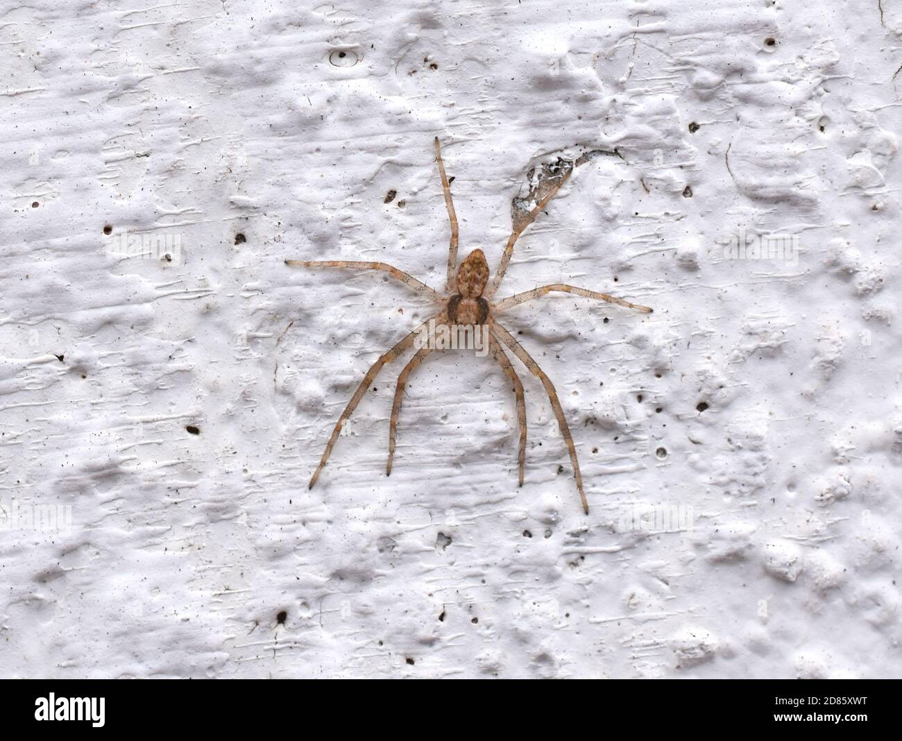 Philodromus spider sitting on a white wall Stock Photo