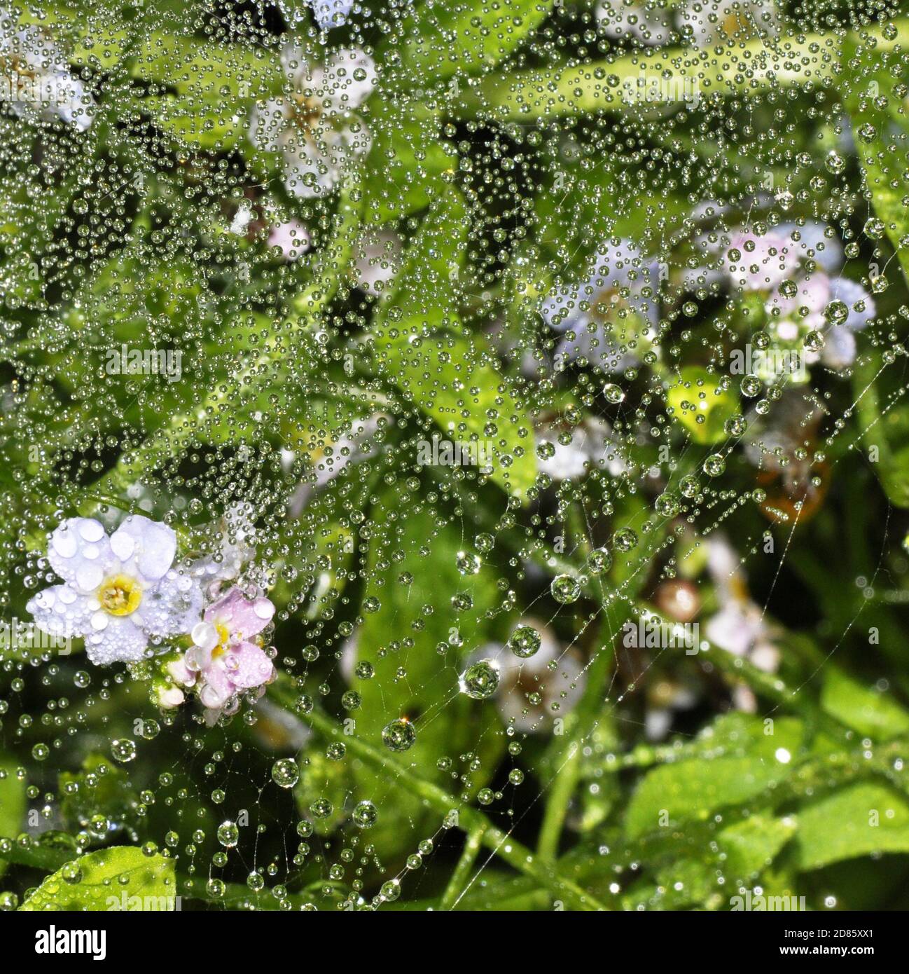 Dewdrops in a spiders web Stock Photo