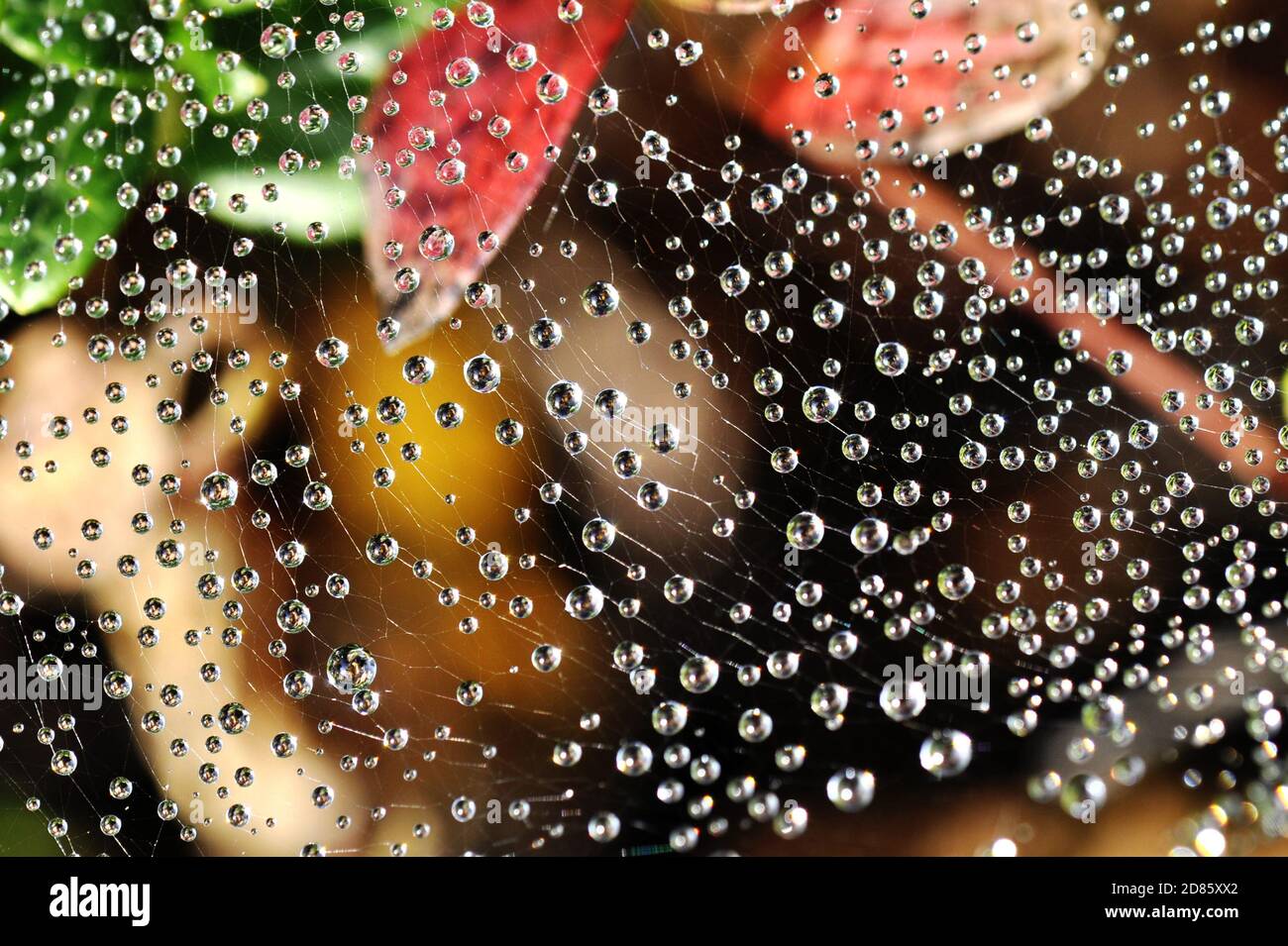 Dewdrops in a spiders web Stock Photo