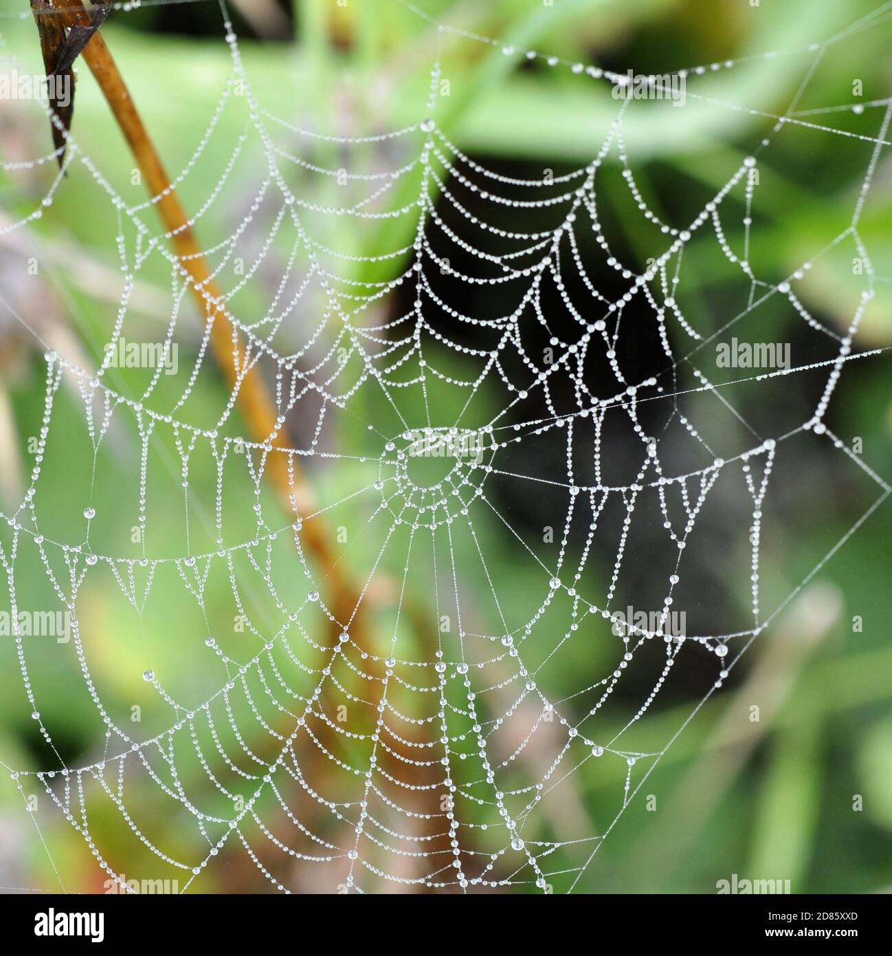 Dewdrops in a spiders web hanging in vegetation Stock Photo