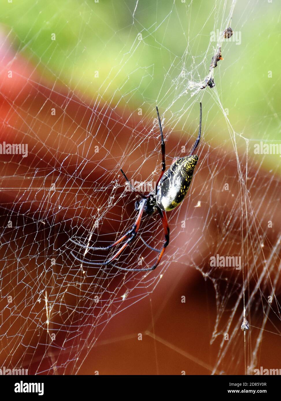 Female big spider Nephila madagascariensis in its web Stock Photo