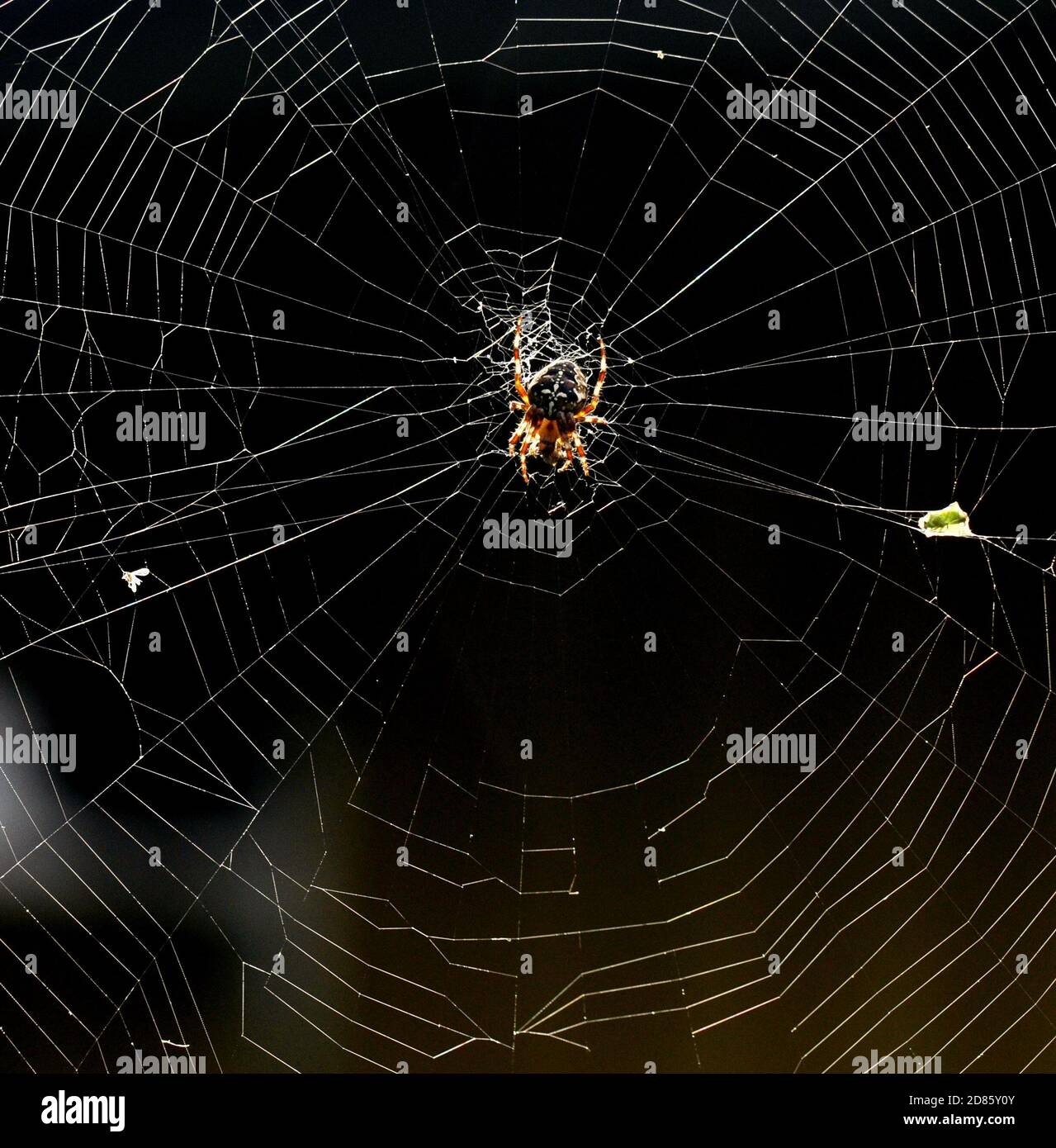 European garden spider Araneus diadematus in its web Stock Photo - Alamy