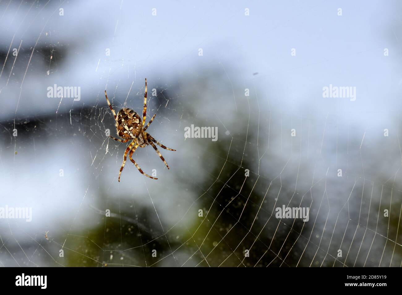 European garden spider Araneus diadematus in its web Stock Photo - Alamy