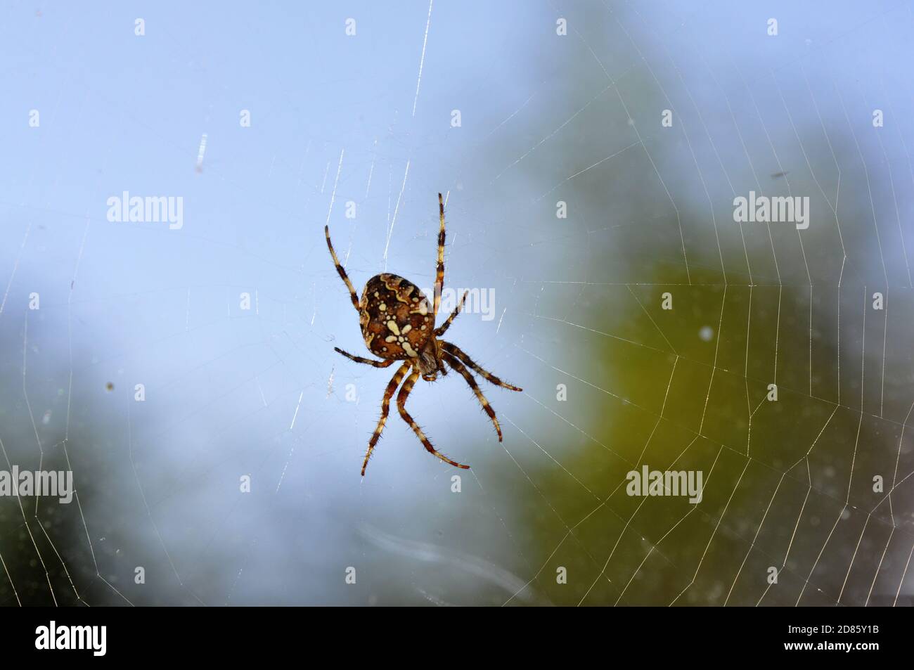 European garden spider Araneus diadematus in its web Stock Photo - Alamy