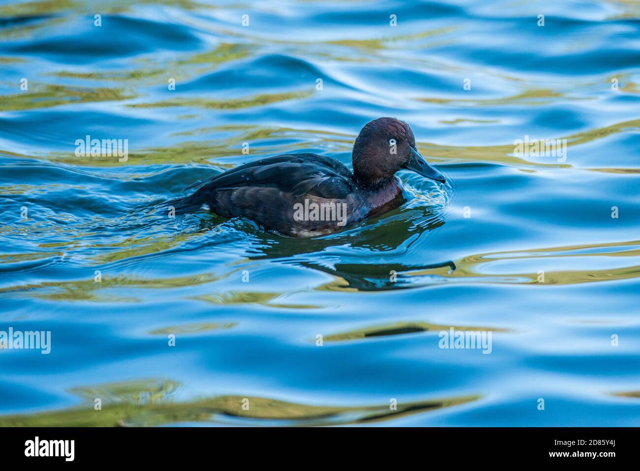 Drake Ferruginous duck swimming on Helston boating lake Stock Photo