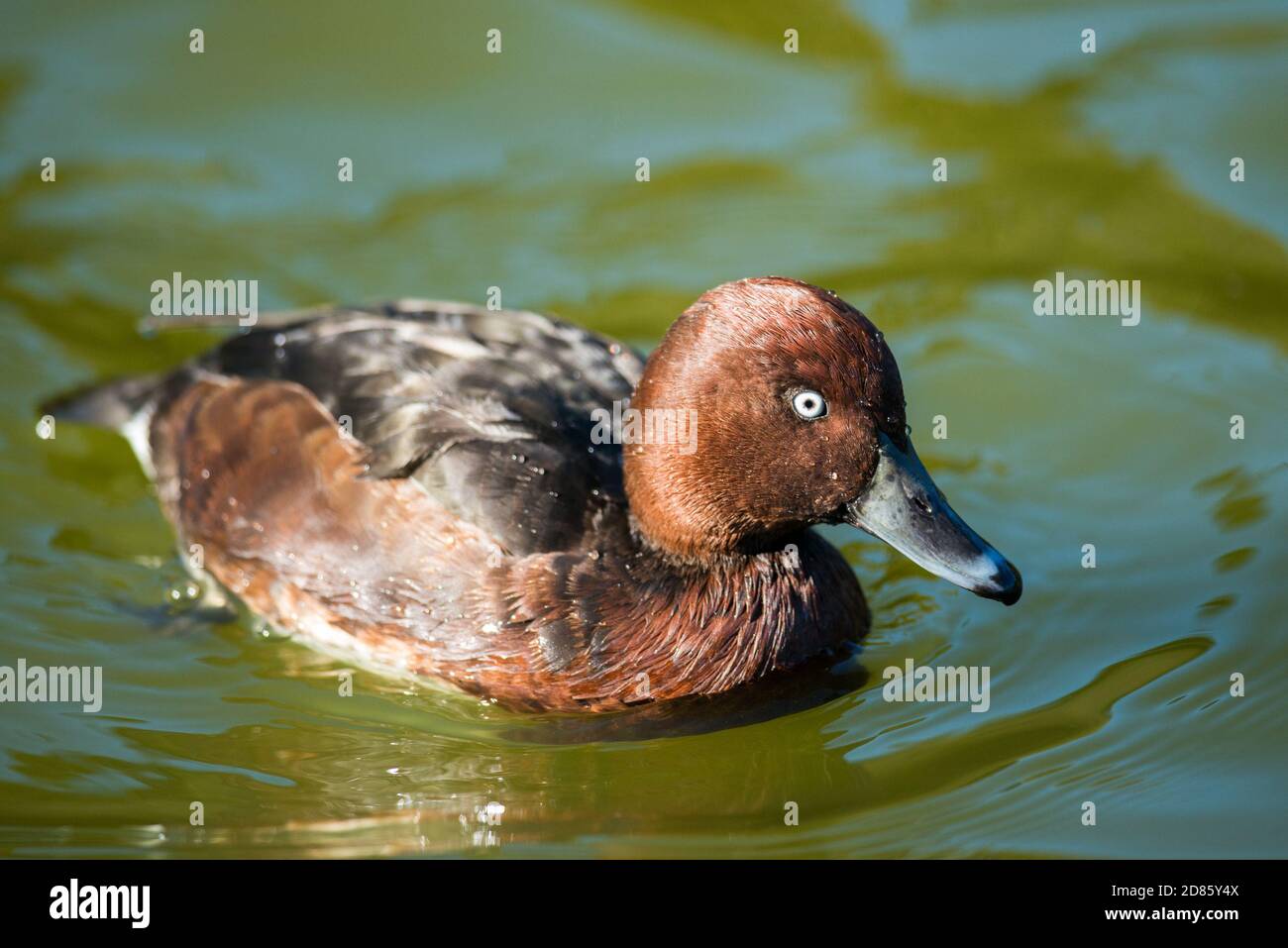 Drake Ferruginous duck swimming on Helston boating lake Stock Photo