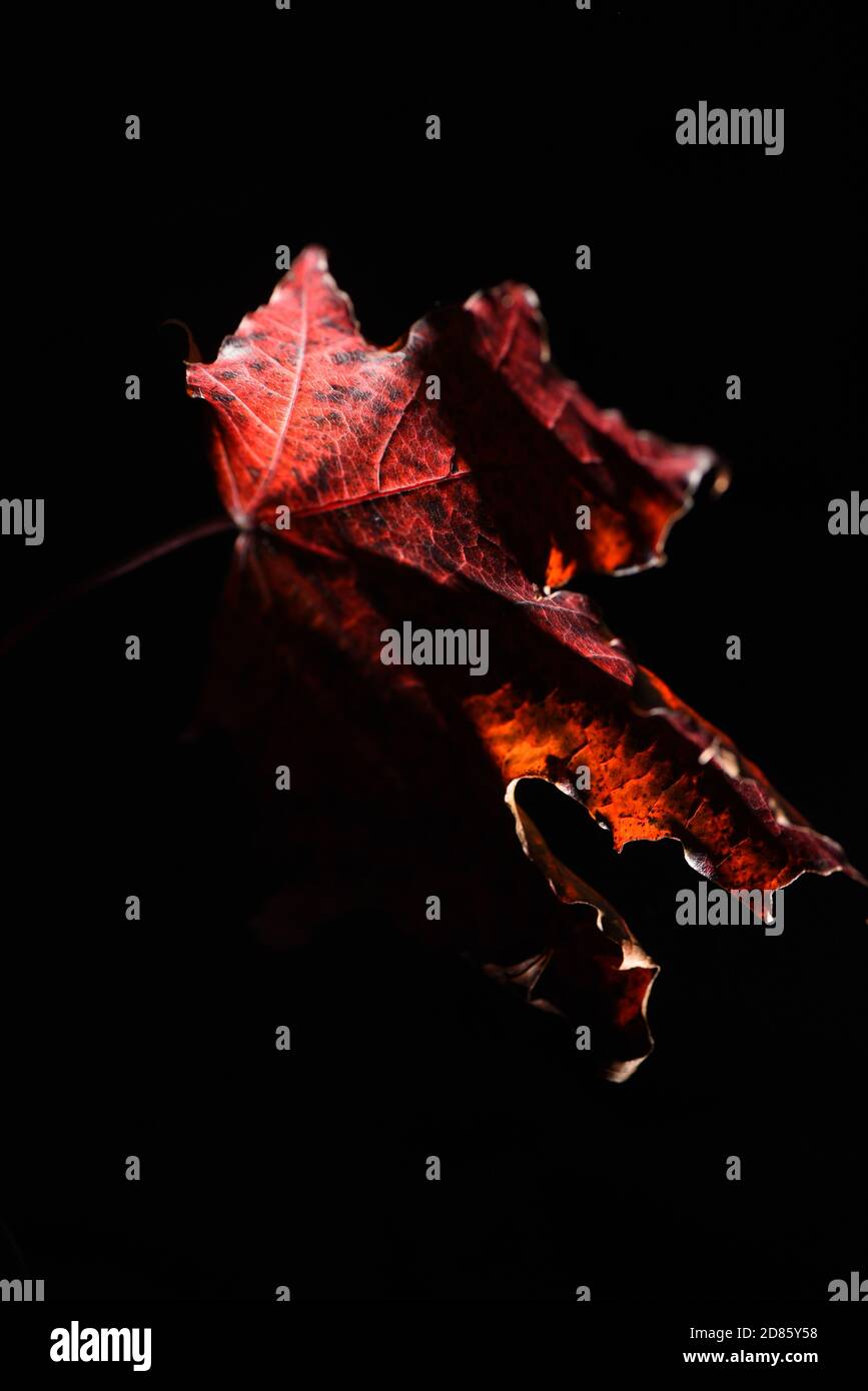 A still life of a red maple leaf and stem against a black background Stock Photo