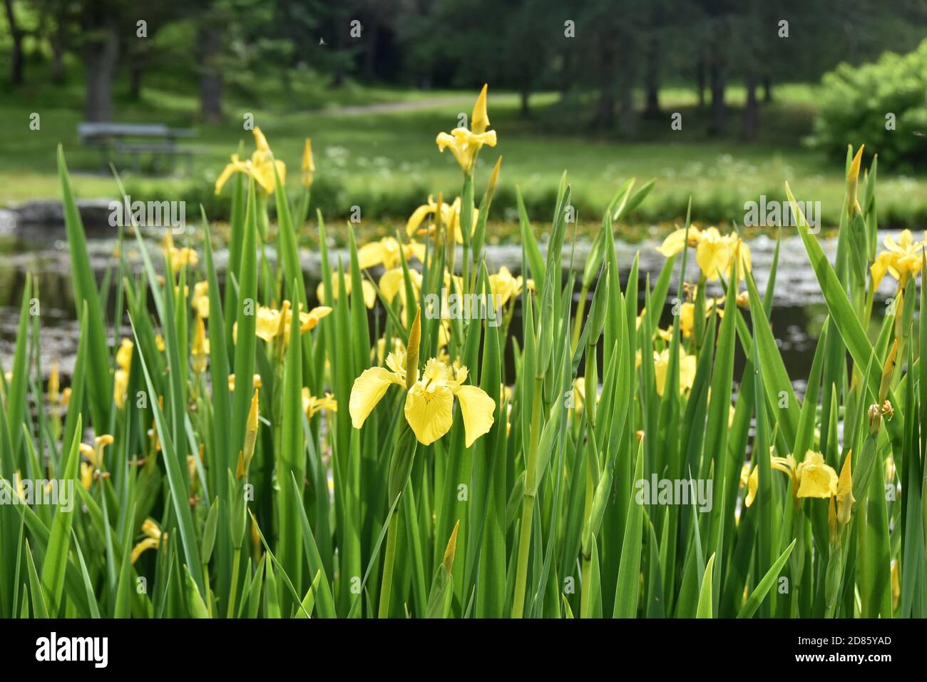 Yellow water Iris pseudacorus growing by a pond Stock Photo Alamy