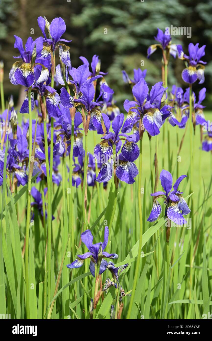 Group of blue Siberian Iris flowering in a garden Stock Photo Alamy