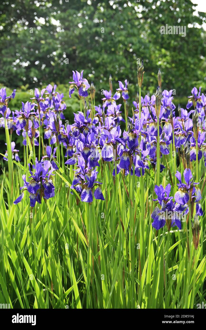 Group of blue Siberian Iris flowering in a garden Stock Photo - Alamy