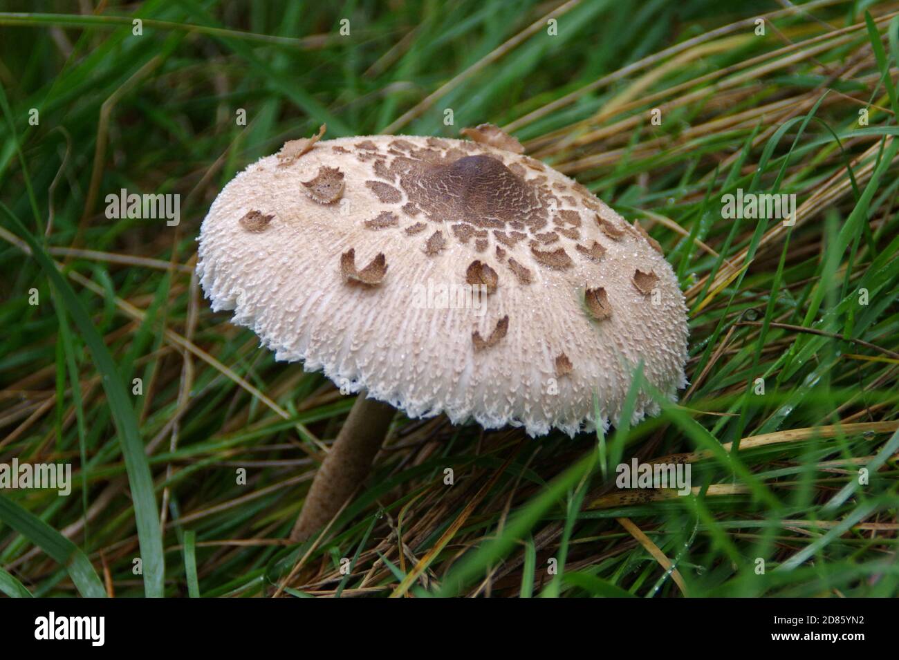 Kite mushroom in forest. Organic food in wild natural environment. Stock Photo