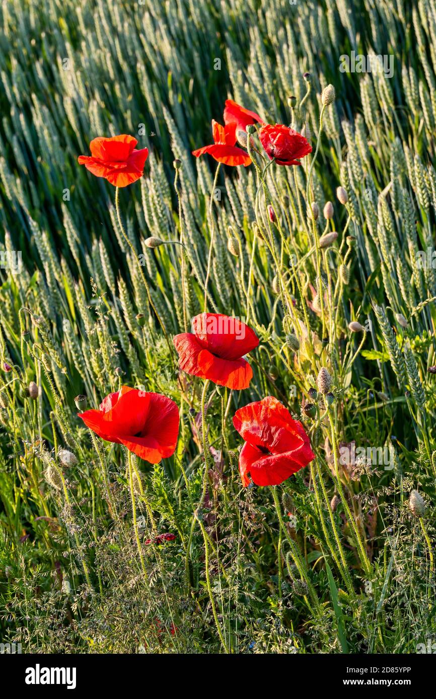 Closeup on poppies in a corn field Stock Photo