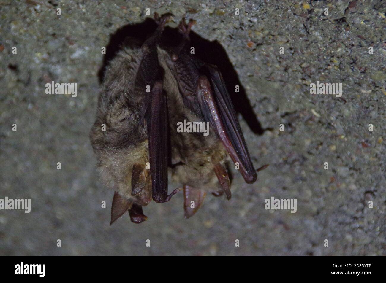 A sleeping bat is hanging from the ceiling. Hibernation of wild animals during sleep. Stock Photo