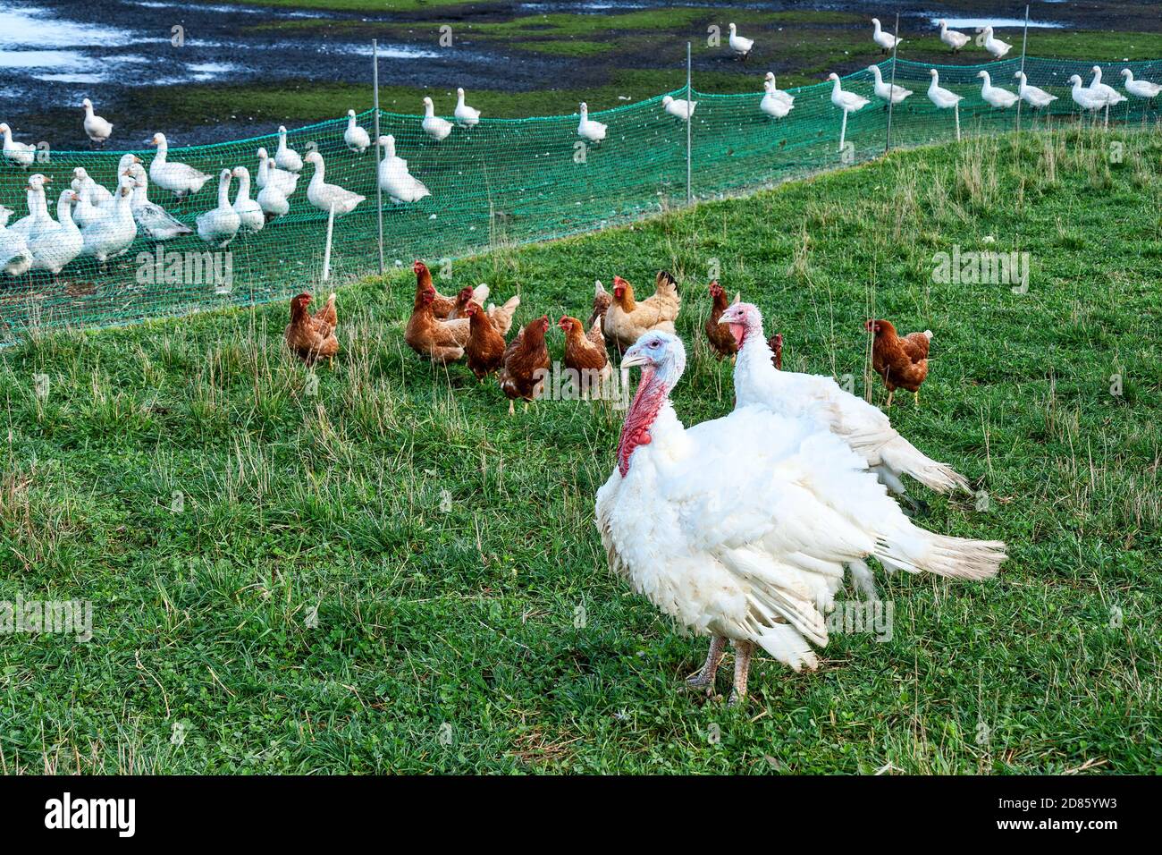 Turkeys, chickens and ducks in a field Stock Photo