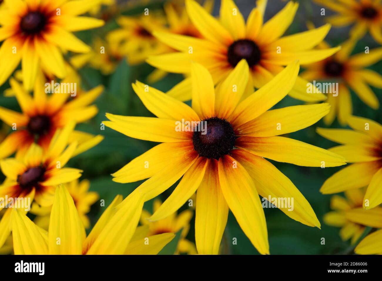 Coneflower rudbeckia, coneflower rudbeckia bicolor is a plant genius in the sunflower family, coneflower with yellow and red color petals, coneflower Stock Photo