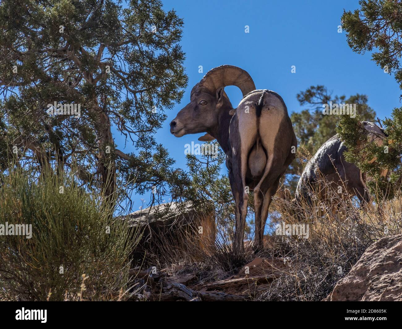 Bighorn ram, Monument Canyon Trail, Colorado National Monument near