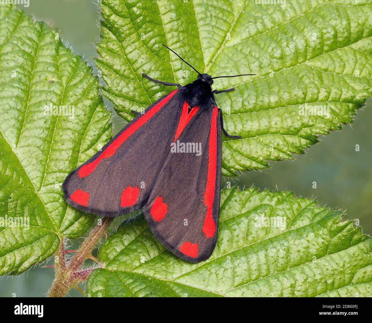 Cinnabar moth (Tyria jacobaeae) at rest with open wings. Tipperary, Ireland Stock Photo