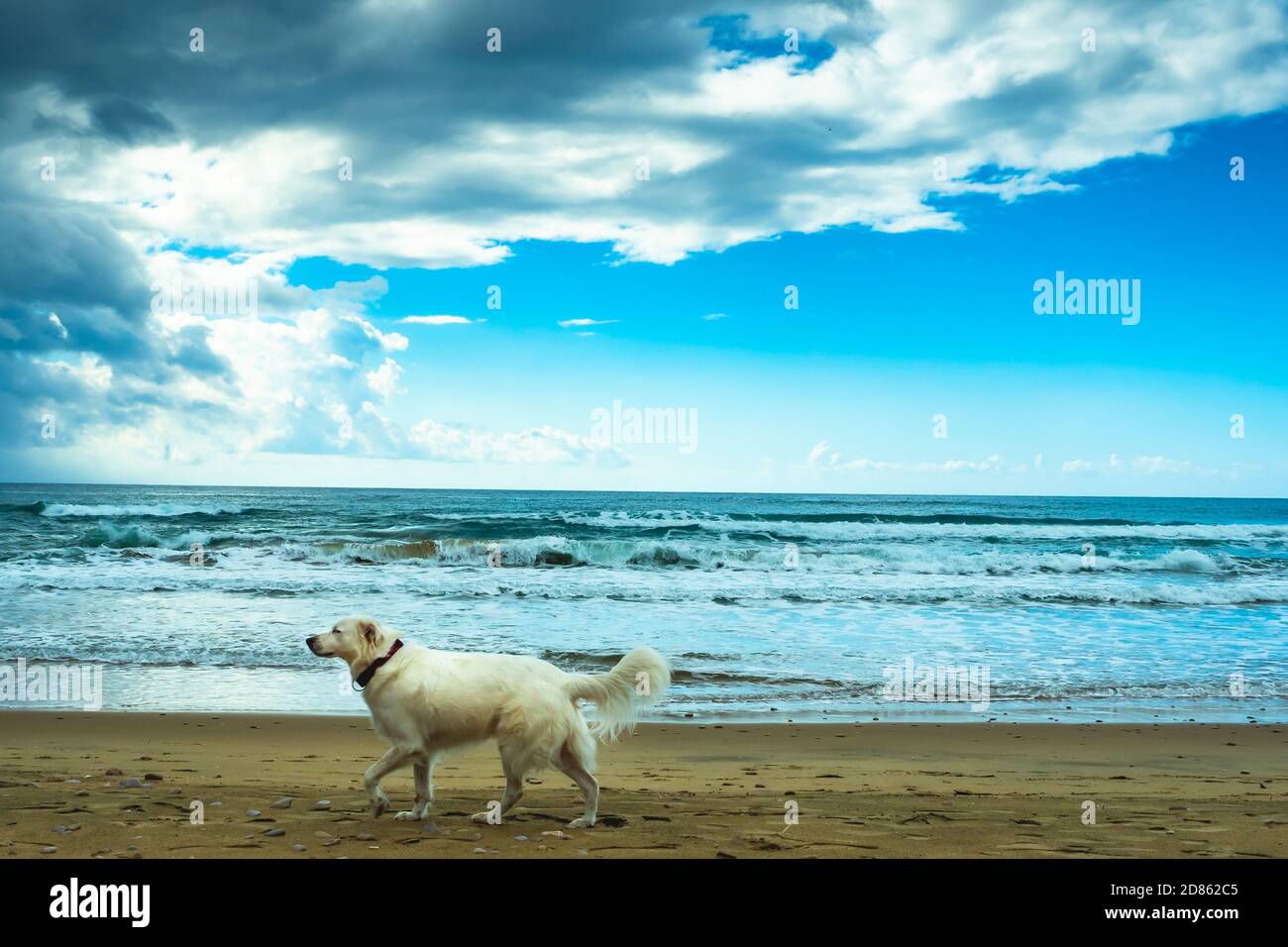 free white dog on the beach, by the sea on a cloudy day Stock Photo