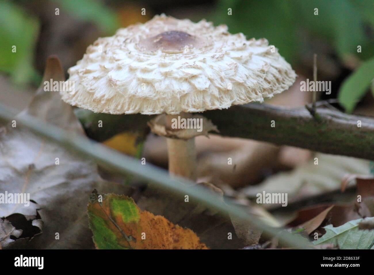 Mushroom Stock Photo