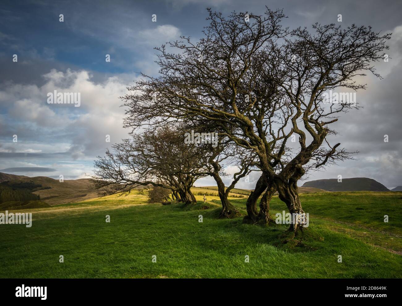 Tortuous hawthorn trees in a row in Devon UK Stock Photo