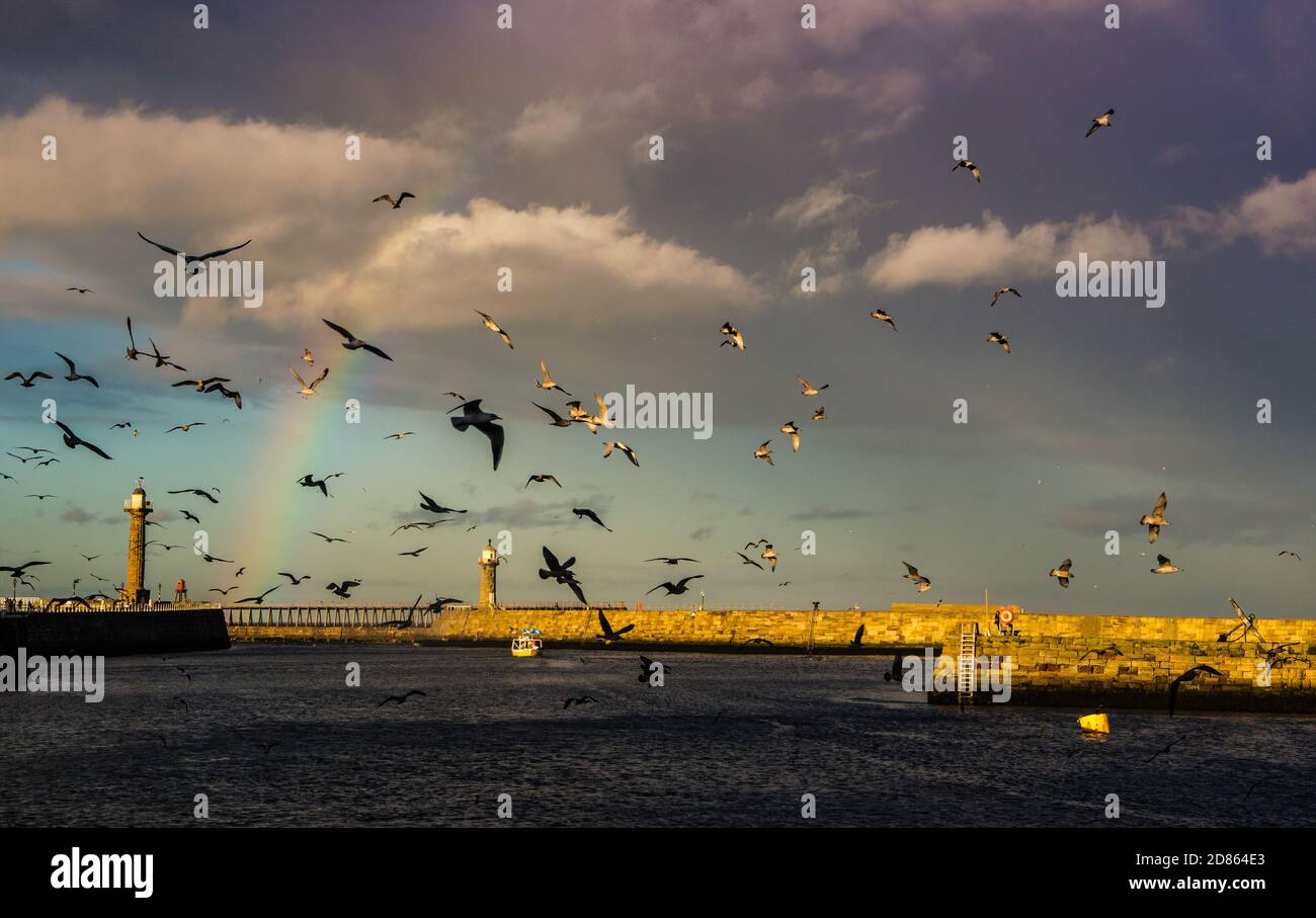 Gulls seeking fish at Whitby harbour, North Yorkshire fishing port and historic seaside town on the River Esk Sunlight and rainbow Stock Photo