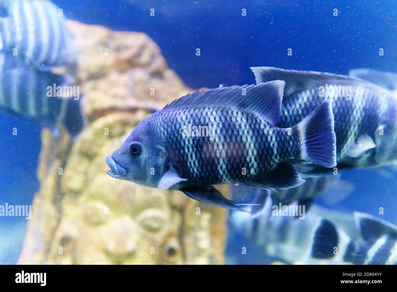 Nile tilapia fish is species of tilapia. Commercially important as a