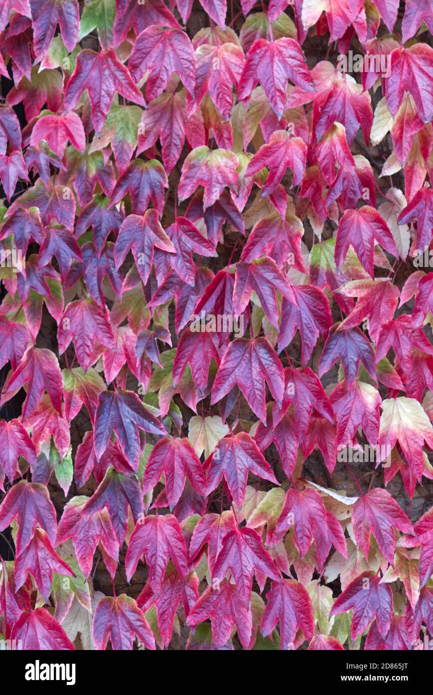 leaf peeping Stock Photo