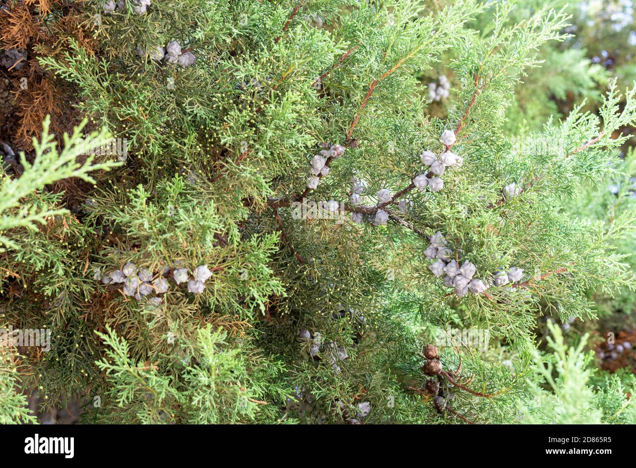 Green leaves pattern of creeping juniper or Juniperus horizontalis. selective focus background Stock Photo