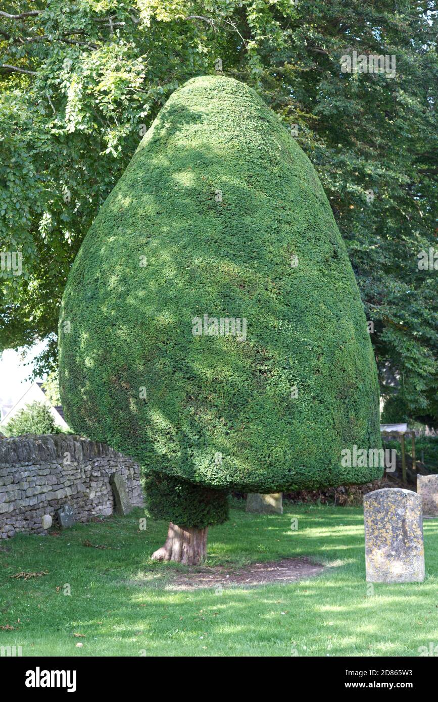 Topiary Yew Trees of St Marys church in Painswick, Cotswolds Stock Photo