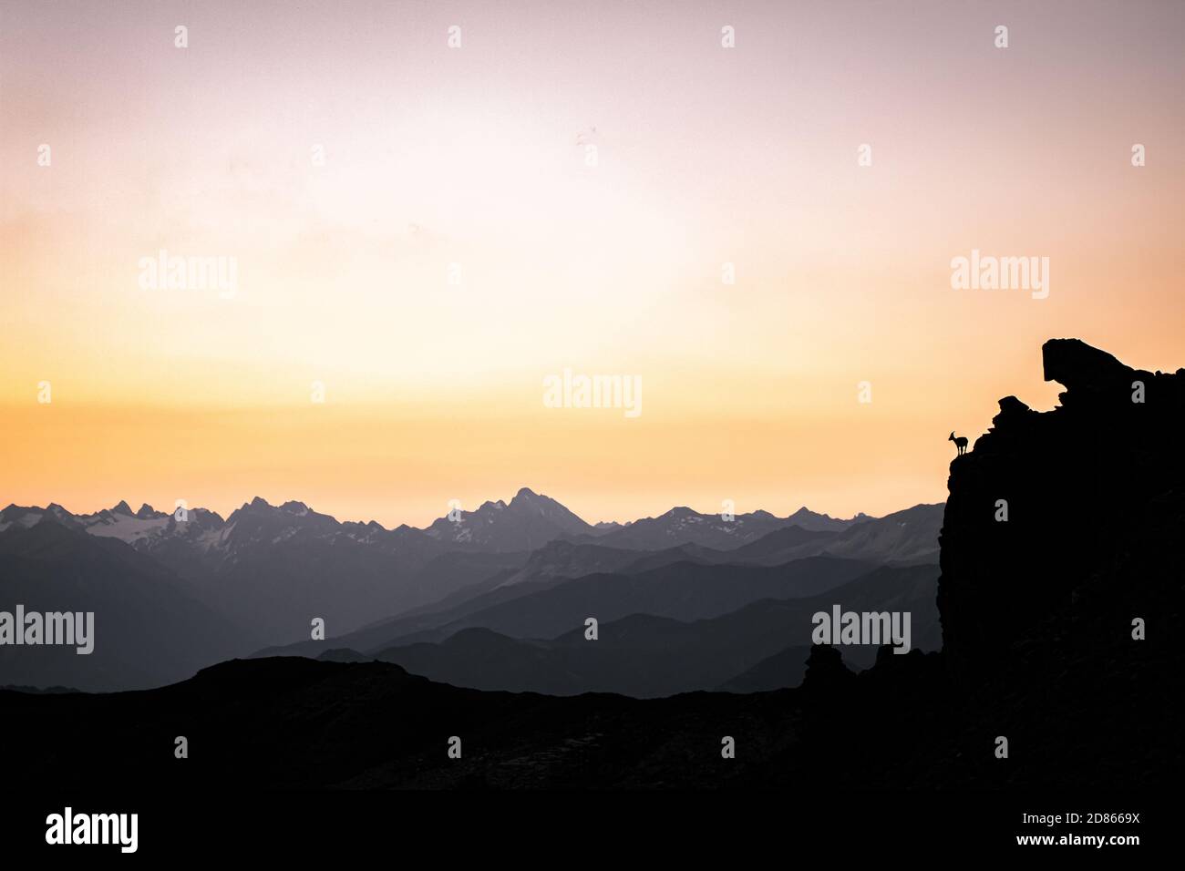 silhouette of a walking chamois in the Swiss Alps Stock Photo