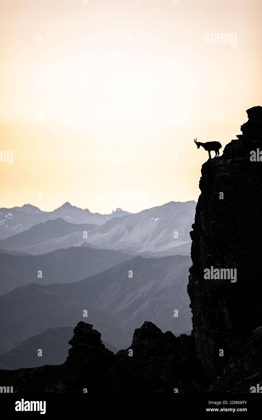 silhouette of a walking chamois in the Swiss Alps Stock Photo