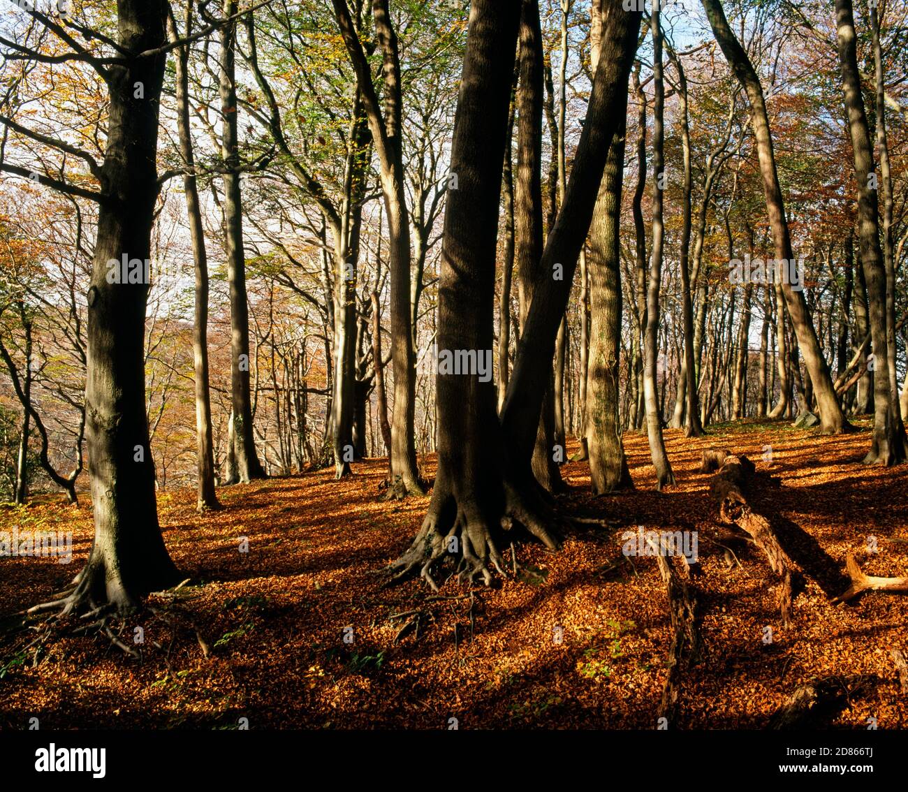 Ancient woods welsh hires stock photography and images Alamy