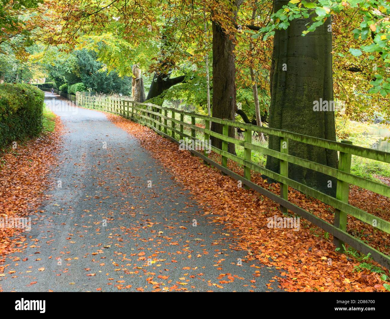 Autumnal trees and fallen leaves along Abbey Road in Knaresborough