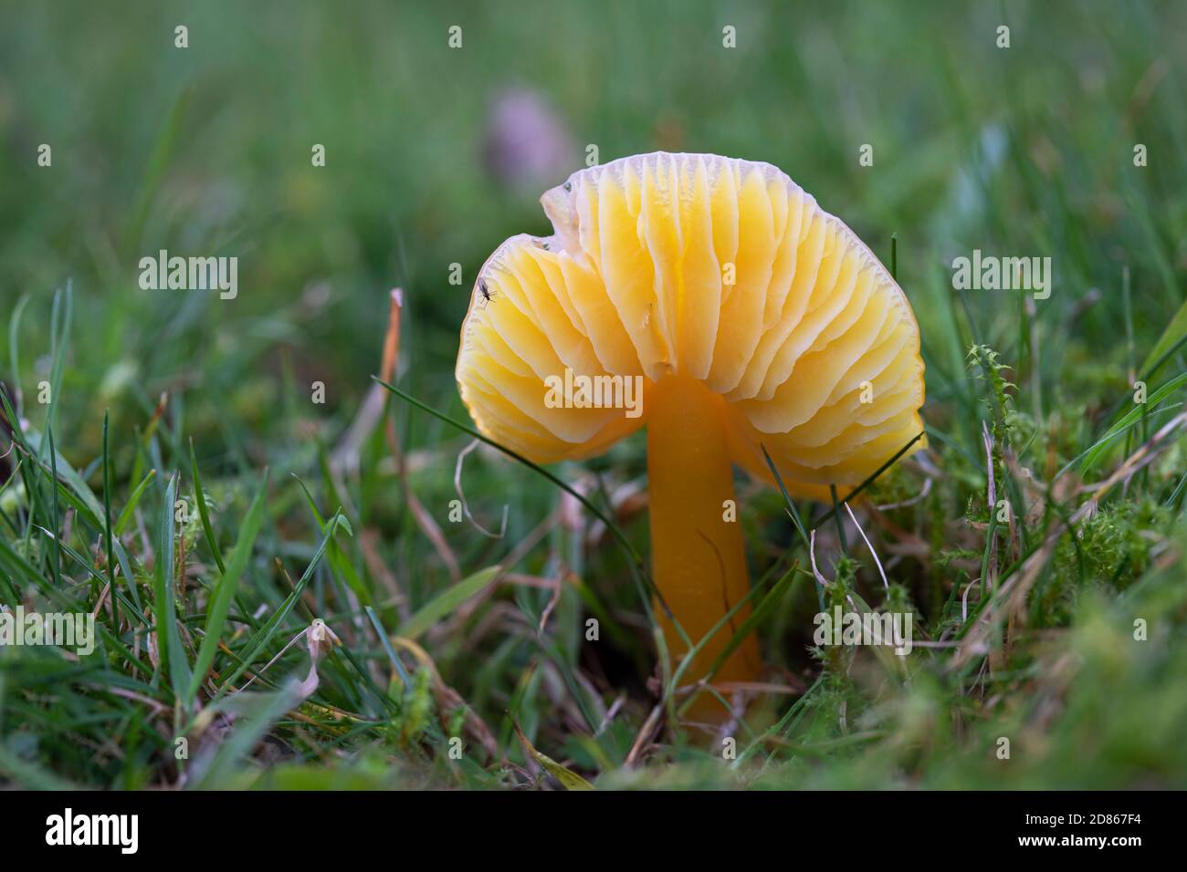 Close up of the Gills of a Golden yellow Waxcap mushroom in the grass at Bowood House and Gardens, Wiltshire, England, UK Stock Photo